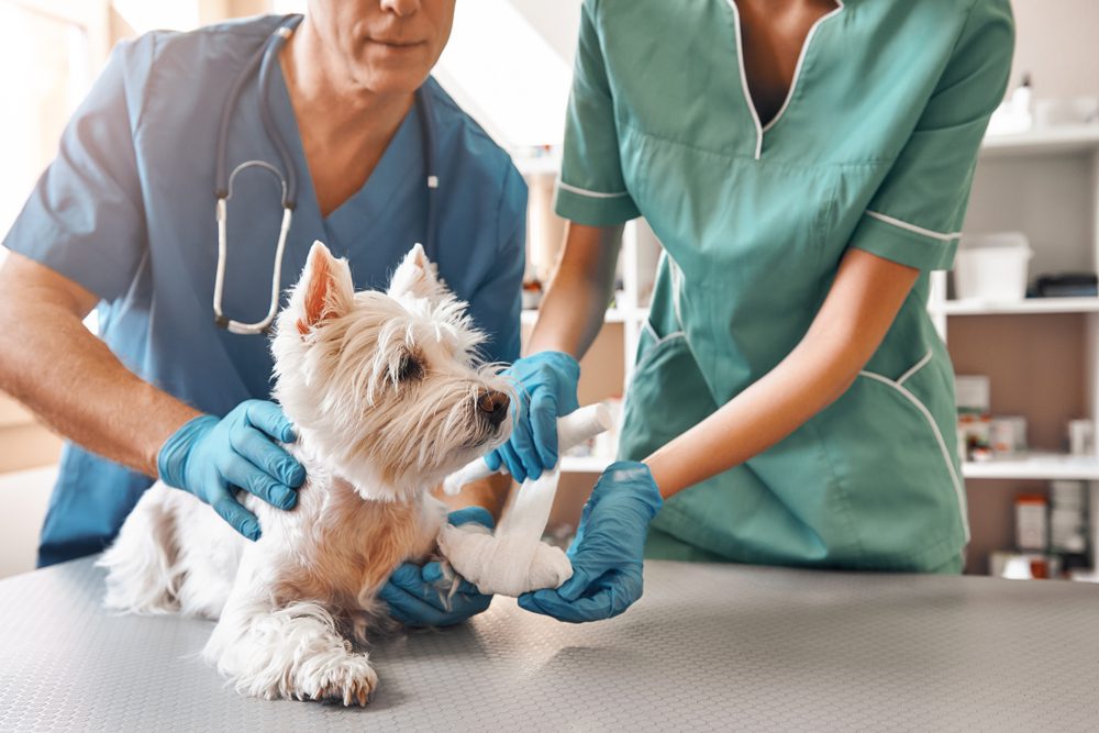 veterinario Mejor Veterinario en A Coruña