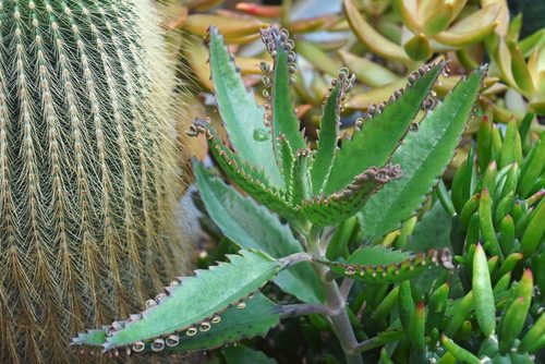 kalanchoe daigremontiana cuidados