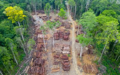 La deforestación en España: todo lo que debe saber