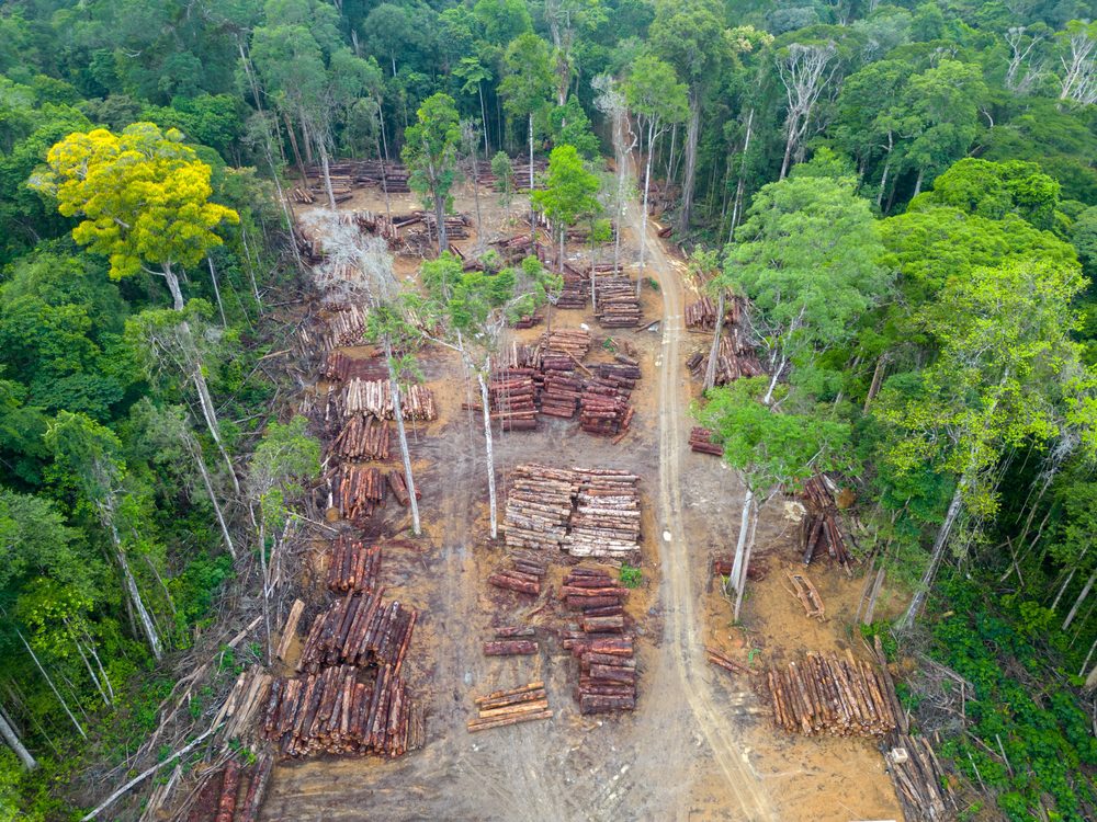 La deforestación en España