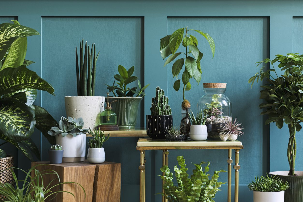 Decorar con plantas el salón Salón