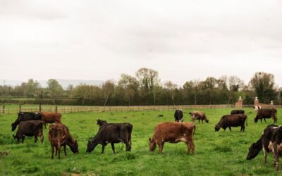 San Cristóbal SL: soluciones ganaderas innovadoras para el bienestar animal y la eficiencia en el campo
